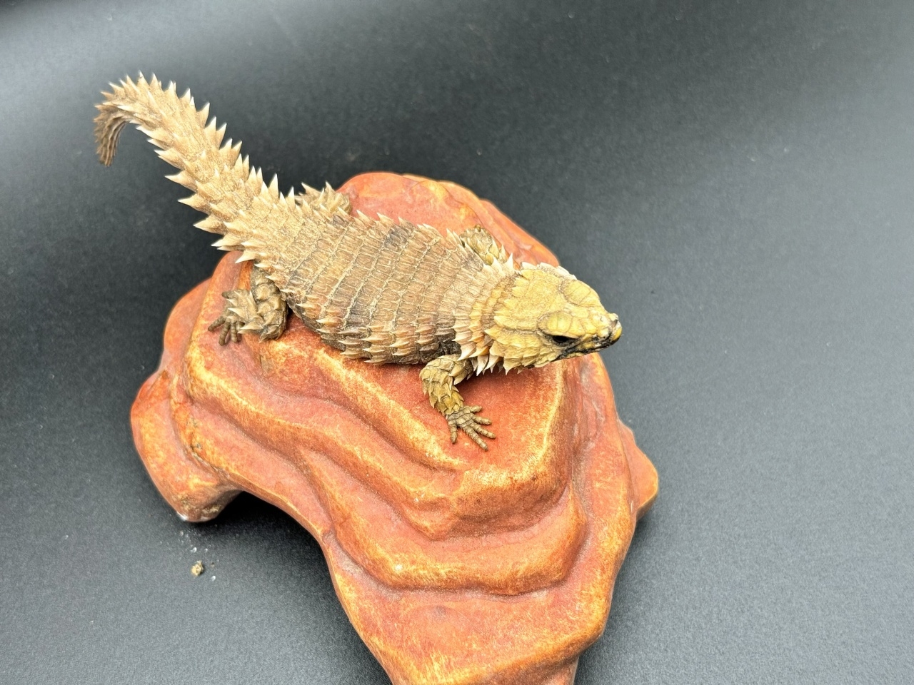 アルマジロトカゲ Ａ(2)