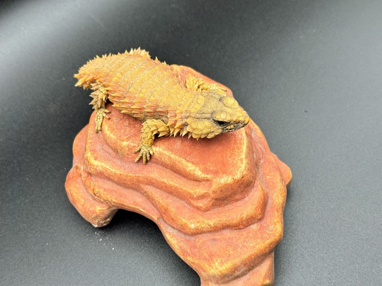 アルマジロトカゲ Ａ(4)