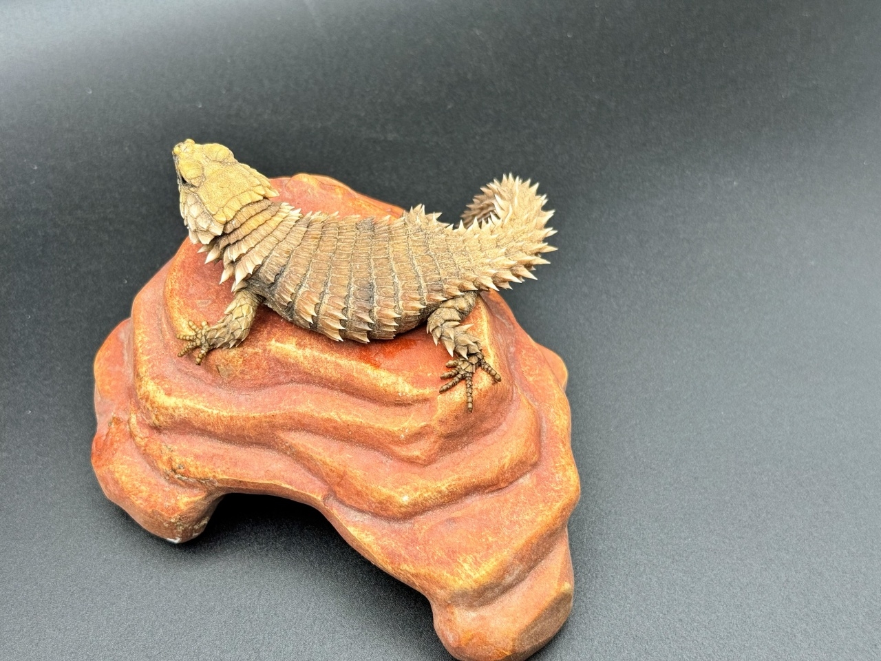 アルマジロトカゲ Ａ(1)