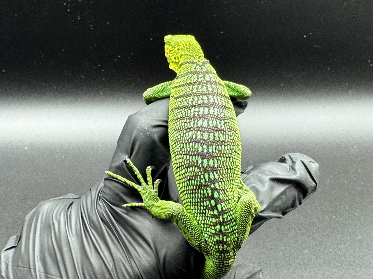 エメラルドツリーモニター(4)