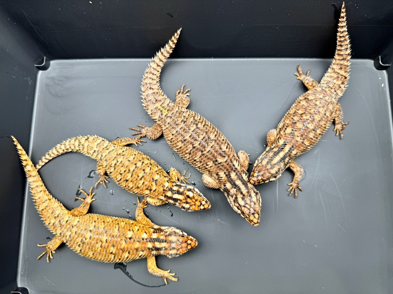 ホズマーイワトカゲ(1)