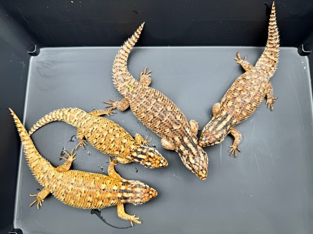 ホズマーイワトカゲ