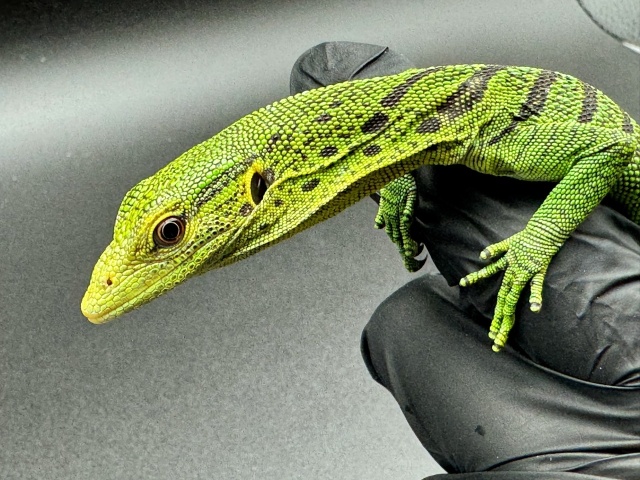 エメラルドツリーモニター