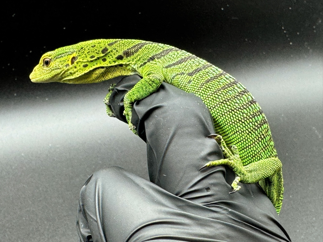 エメラルドツリーモニター(2)