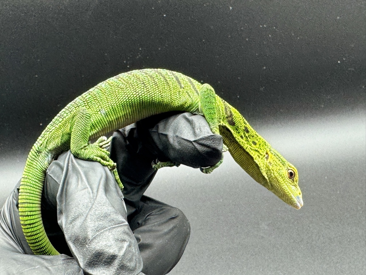 エメラルドツリーモニター(3)