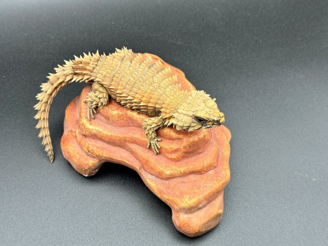 アルマジロトカゲ Ｂ