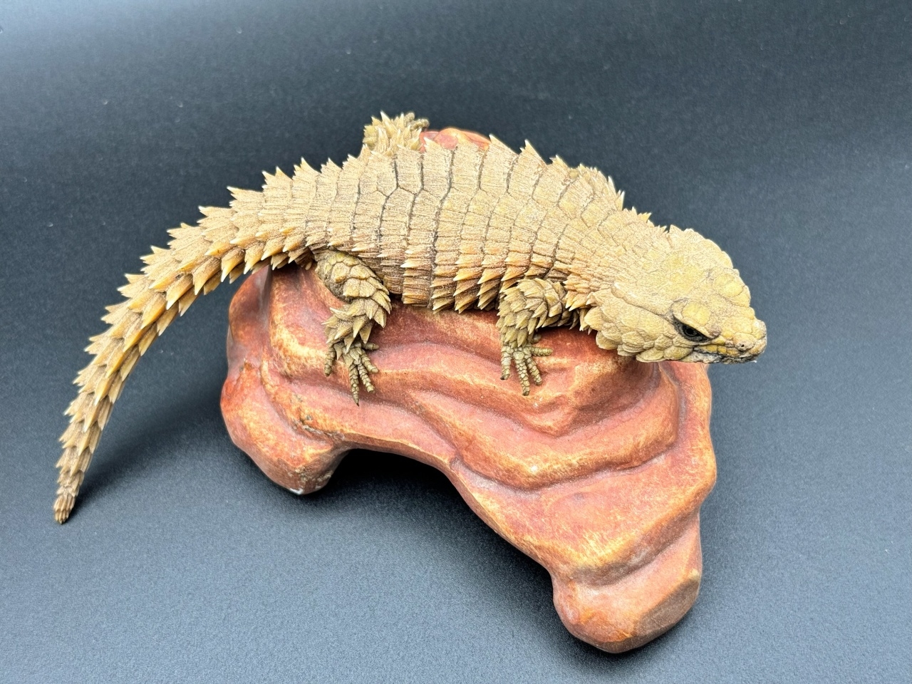 アルマジロトカゲ Ｂ(2)