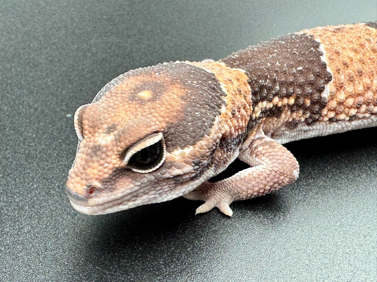 ニシアフリカトカゲモドキ（het66%オレオズールー）(1)