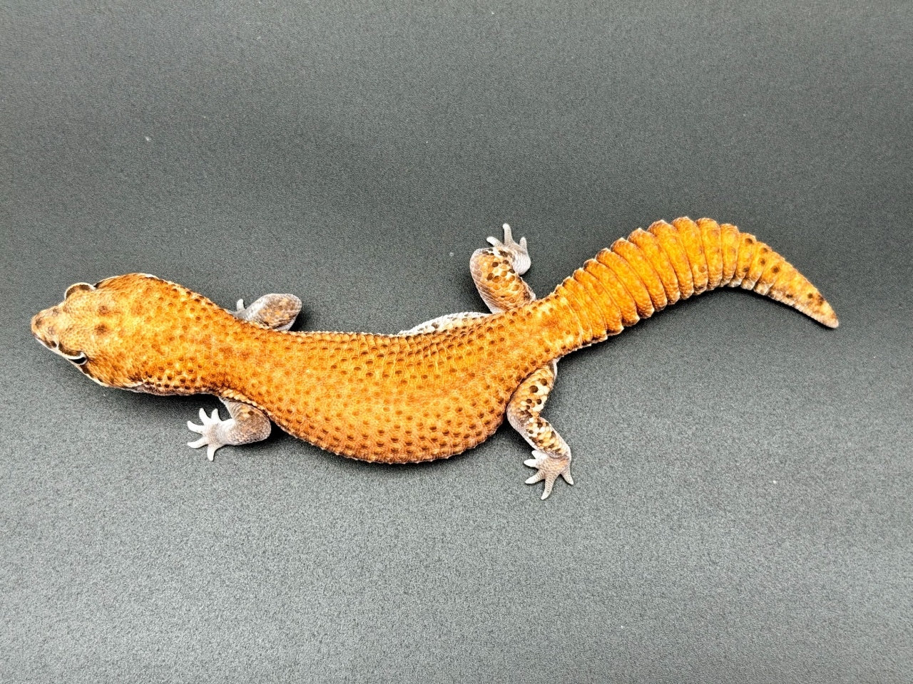 ニシアフリカトカゲモドキ（パターンレス hetゴーストキャラメルオレオ）(4)