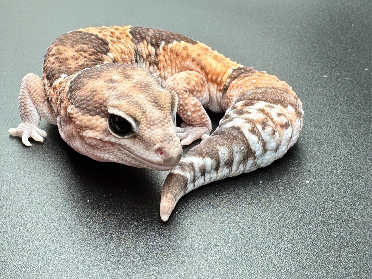 ニシアフリカトカゲモドキ(2)