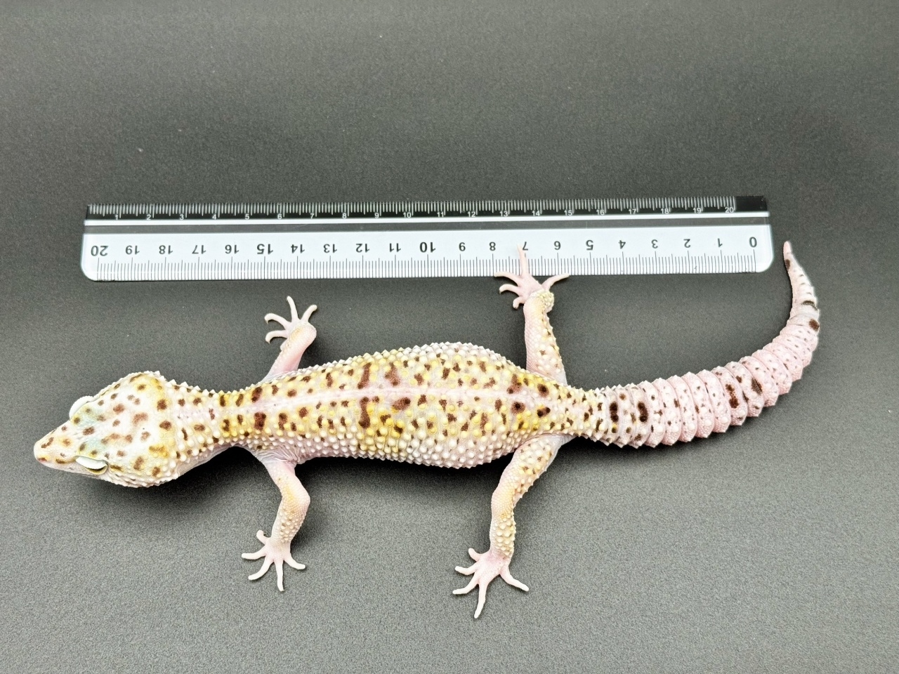 オバケトカゲモドキ（イーラム）(5)