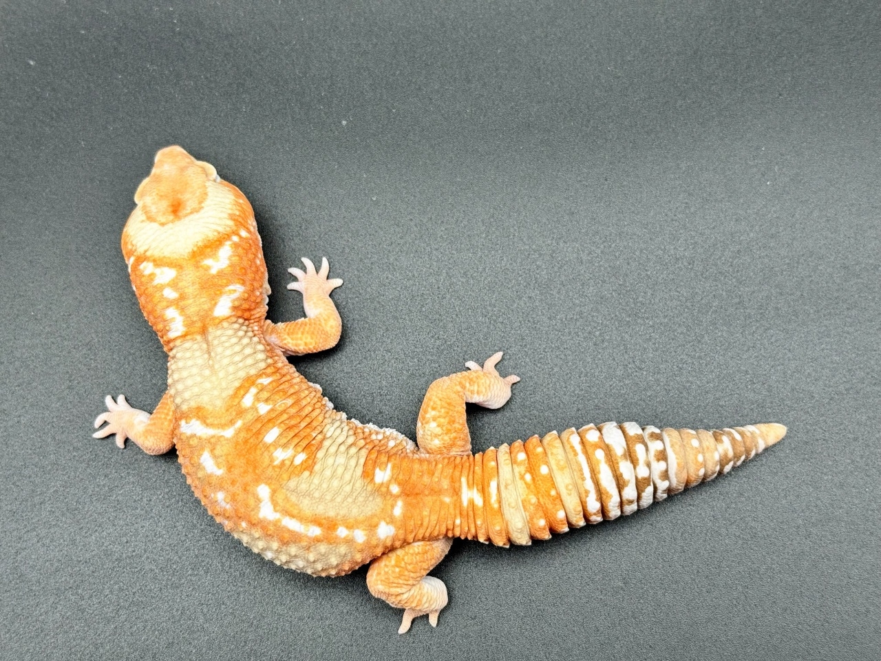 ニシアフリカトカゲモドキ（ホワイトアウトアメル hetパターンレス）(5)