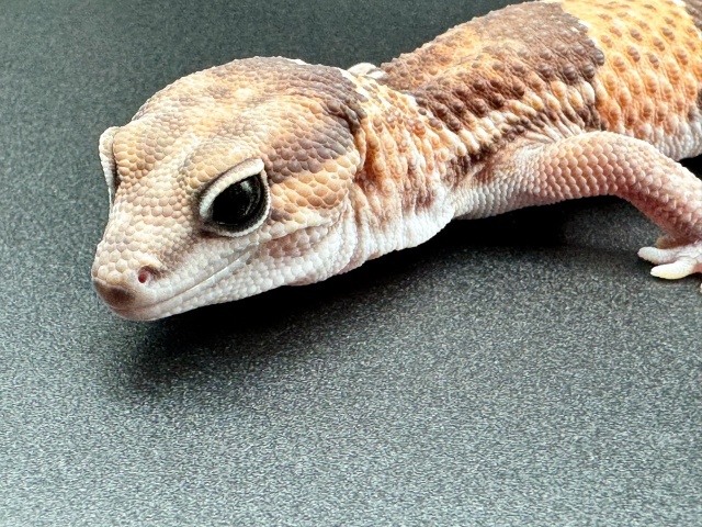 ニシアフリカトカゲモドキ