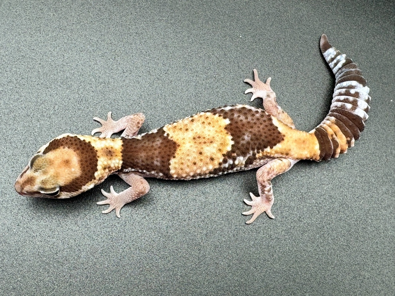 ニシアフリカトカゲモドキ（hetアメル50%パターンレス）(4)