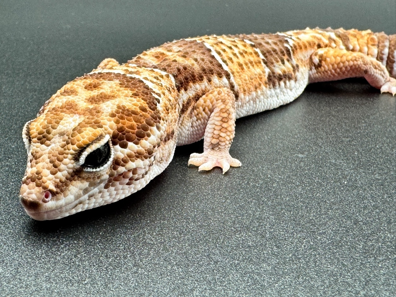 ニシアフリカトカゲモドキ(3)