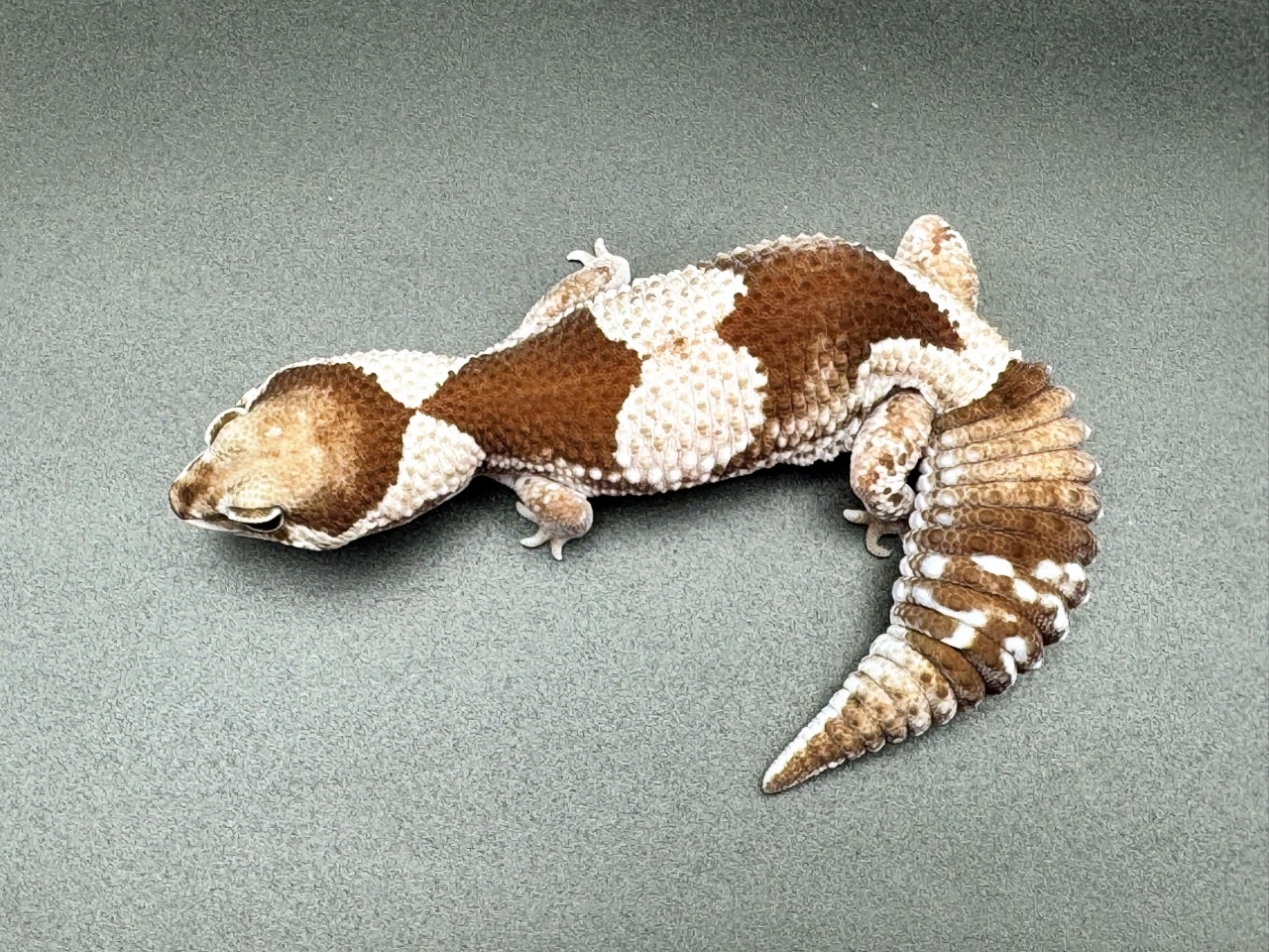 ニシアフリカトカゲモドキ（オレオ hetゴーストパターンレス）(4)