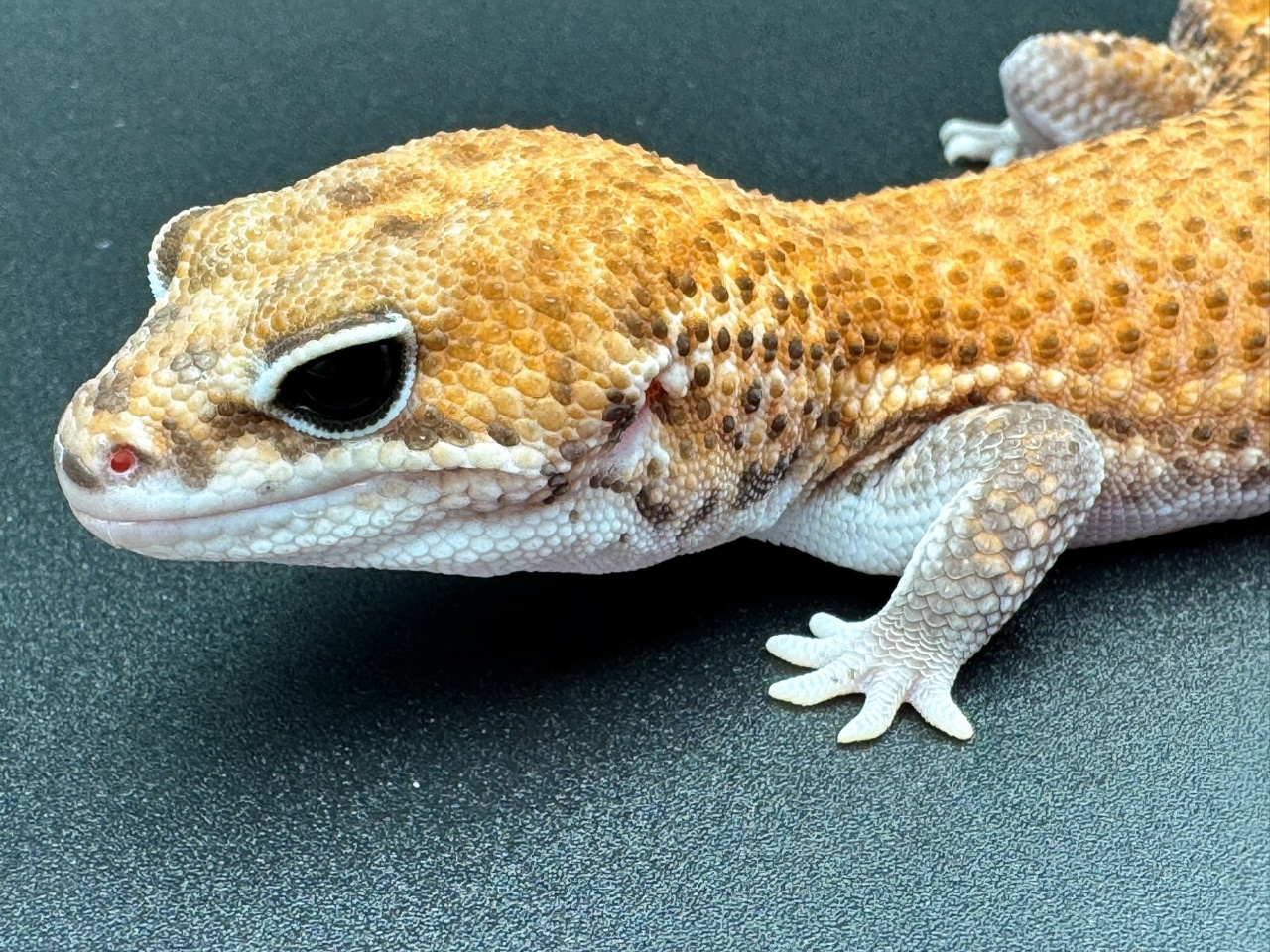 ニシアフリカトカゲモドキ（パターンレス hetゴーストキャラメルオレオ）(2)