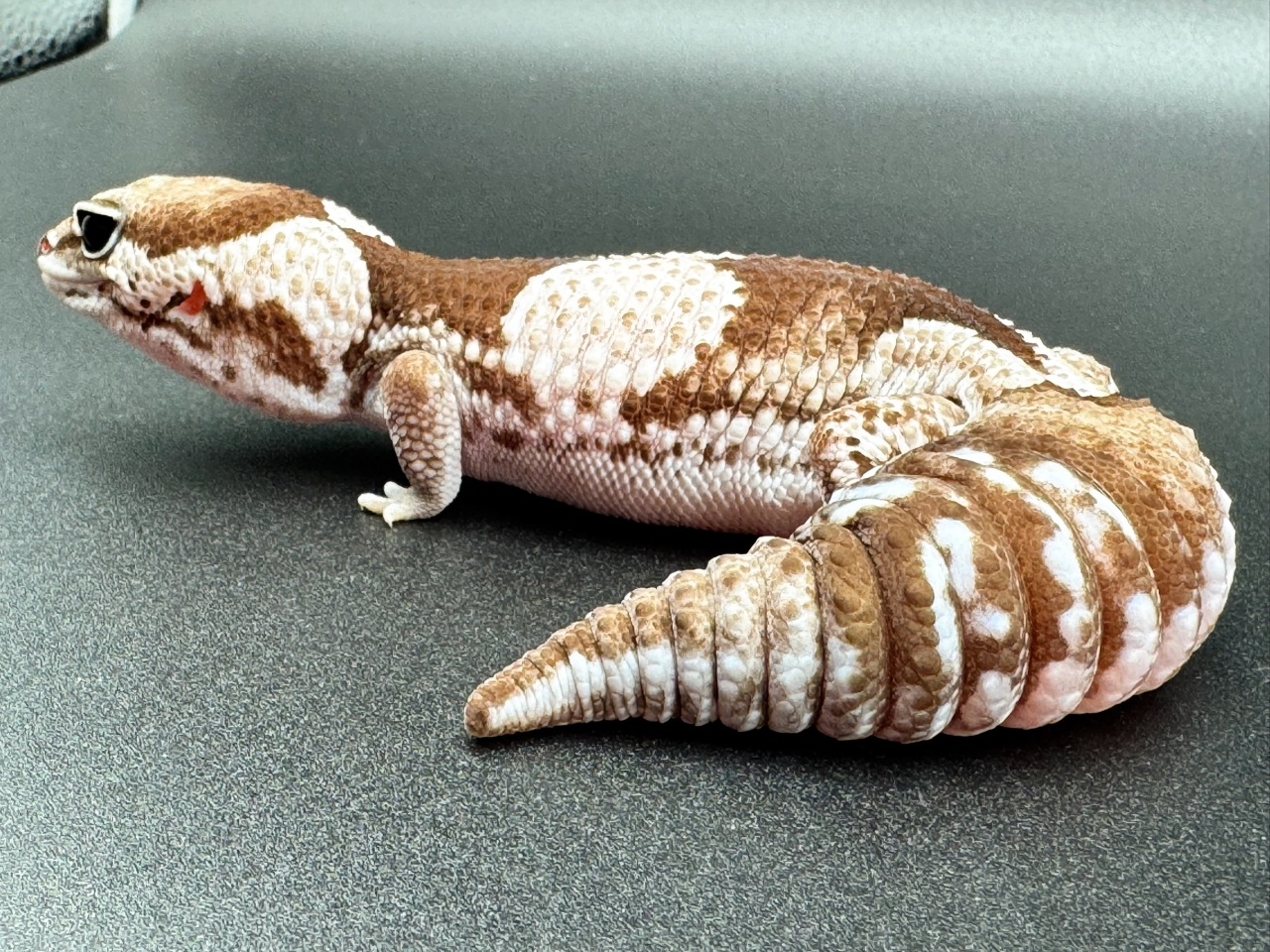 ニシアフリカトカゲモドキ（オレオ hetゴーストパターンレス）(3)