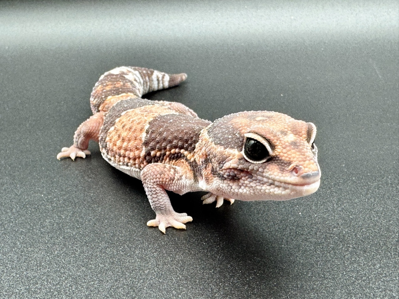 ニシアフリカトカゲモドキ（het66%オレオズールー）(2)