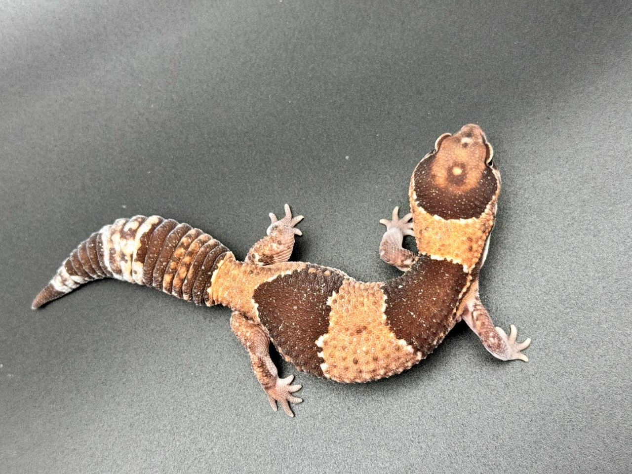 ニシアフリカトカゲモドキ（het66%オレオズールー）(4)