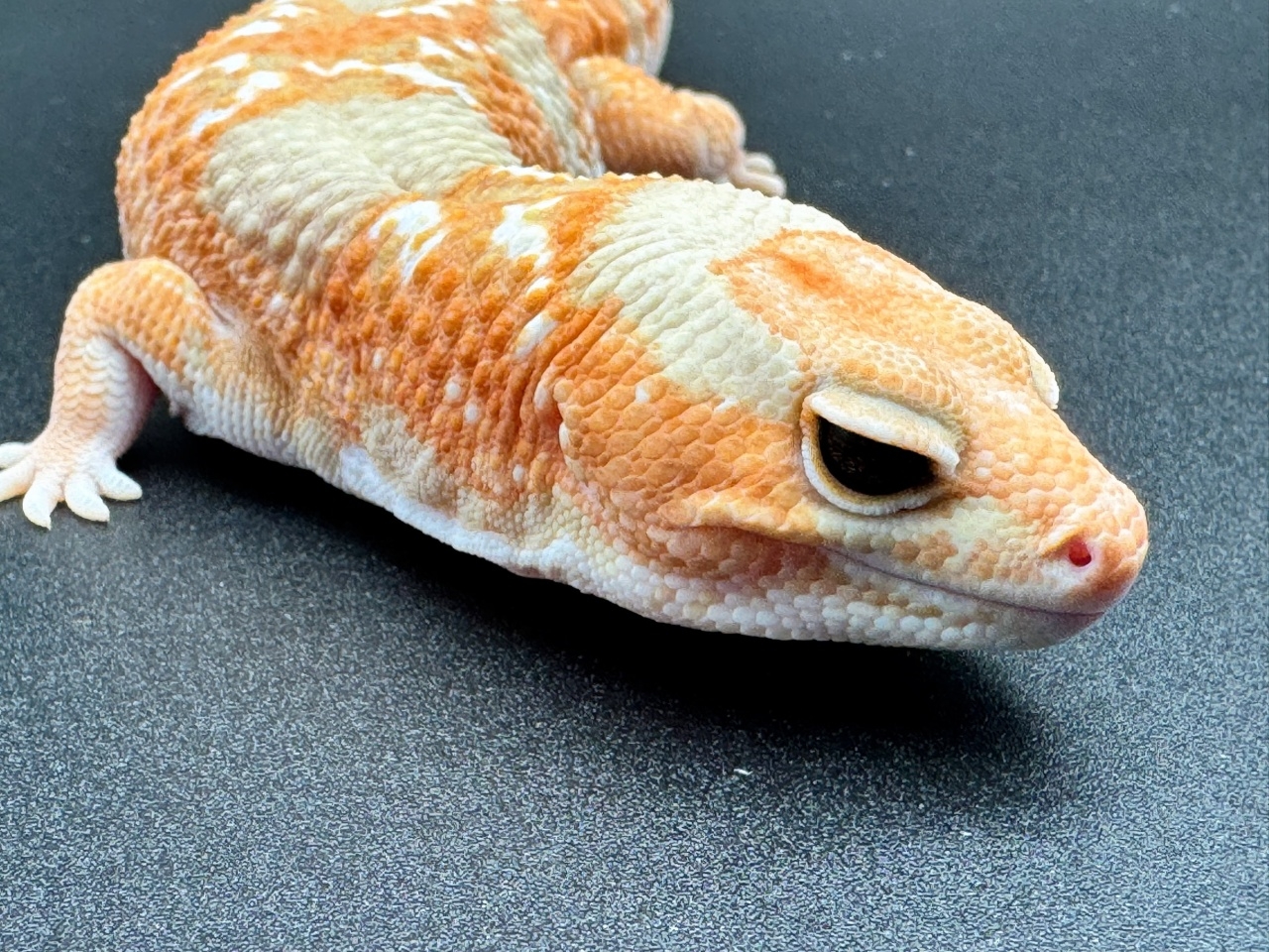 ニシアフリカトカゲモドキ（ホワイトアウトアメル hetパターンレス）(1)