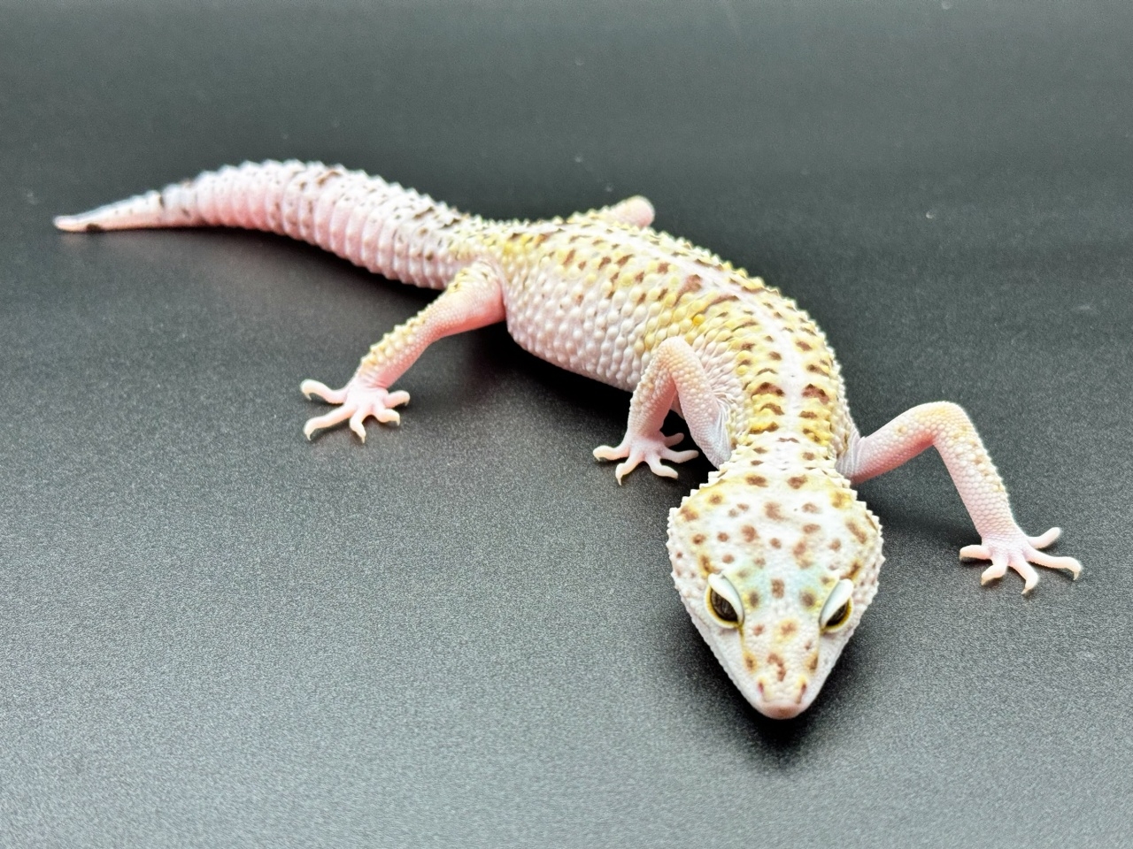 オバケトカゲモドキ（イーラム）(3)