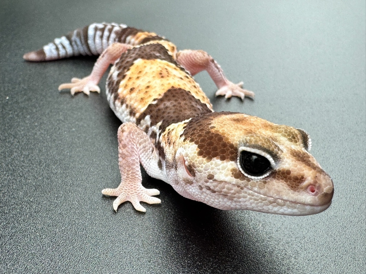 ニシアフリカトカゲモドキ（hetアメル50%パターンレス）(1)