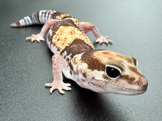 ニシアフリカトカゲモドキ（hetアメル50%パターンレス）