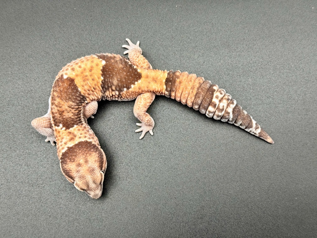 ニシアフリカトカゲモドキ(5)