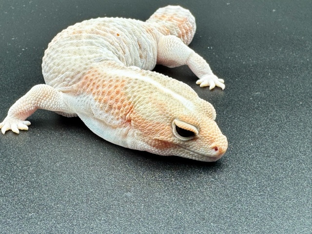 ニシアフリカトカゲモドキ（タンジェリンアメル）