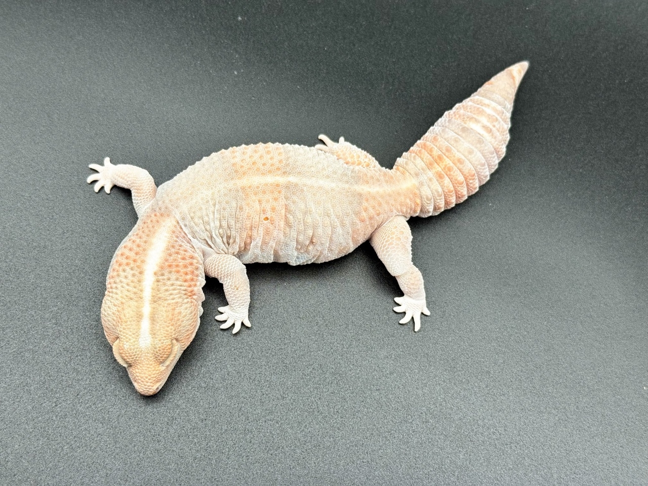 ニシアフリカトカゲモドキ（タンジェリンアメル）(2)