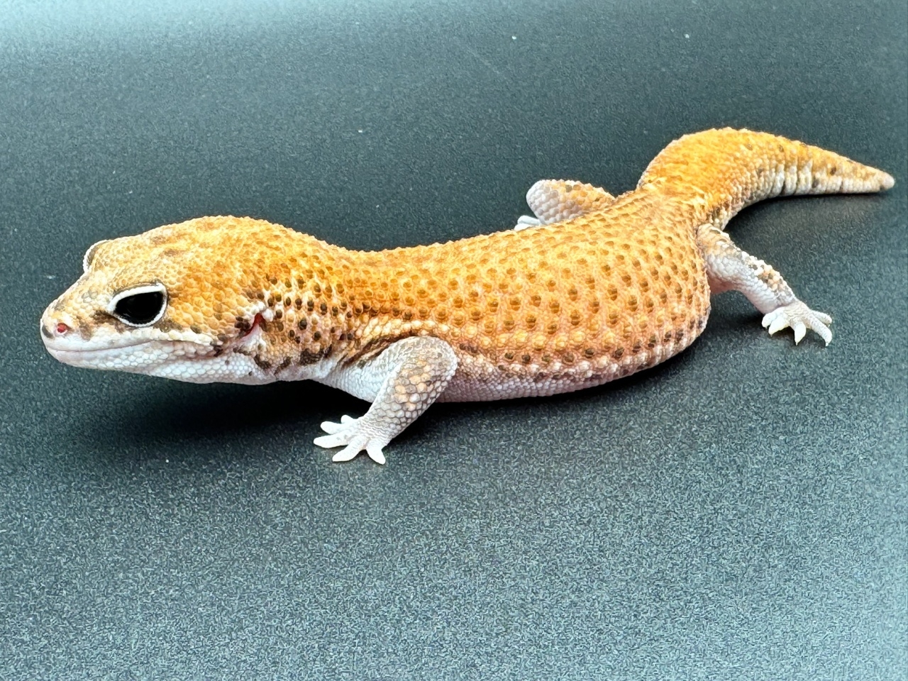 ニシアフリカトカゲモドキ（パターンレス hetゴーストキャラメルオレオ）(3)