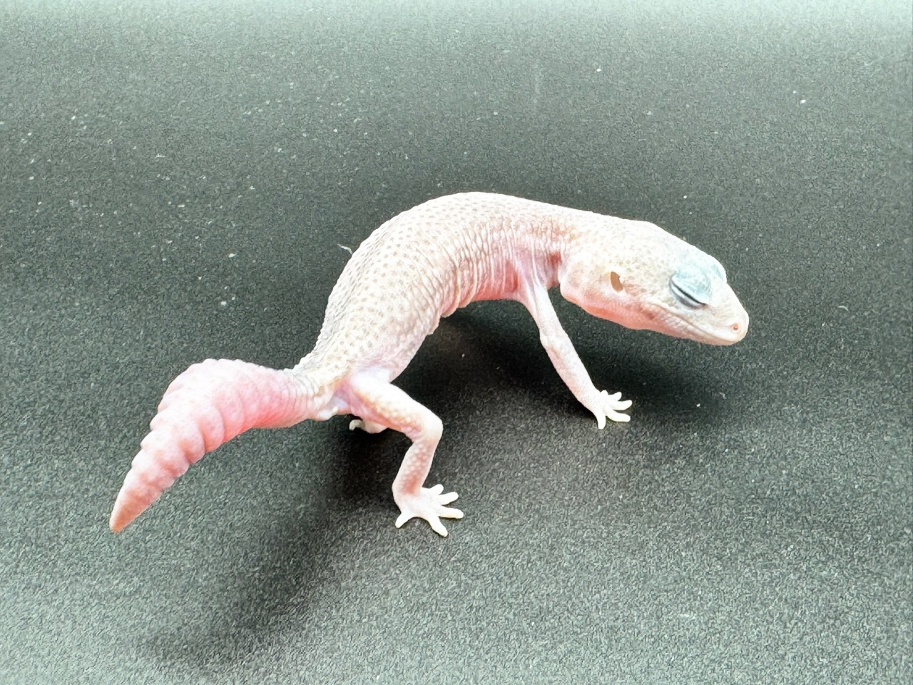 ニシアフリカトカゲモドキ（パープルヘイズ）(2)