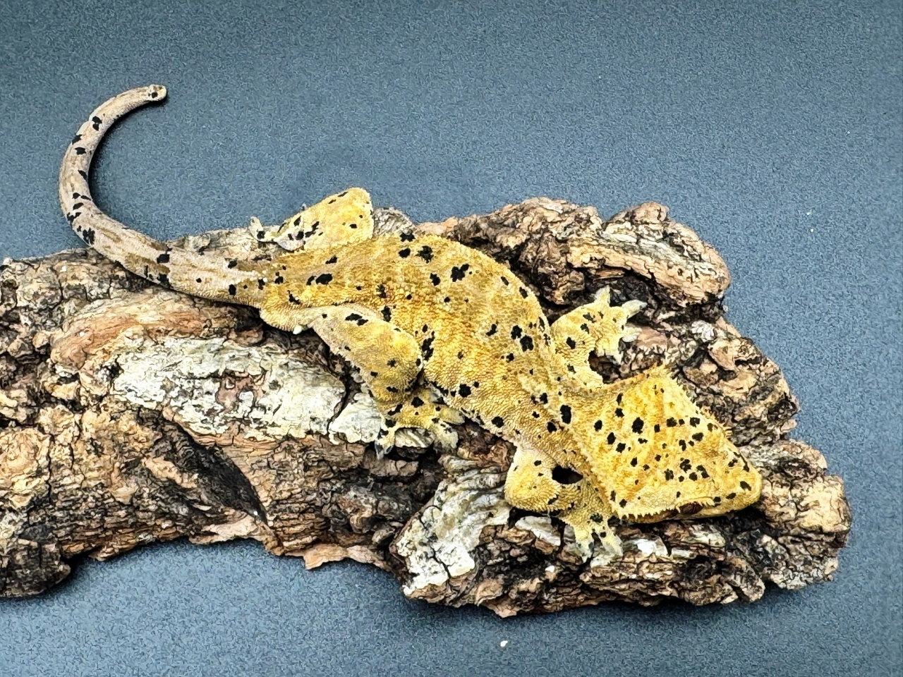 クレステッドゲッコー（スーパーダルメシアン）(1)
