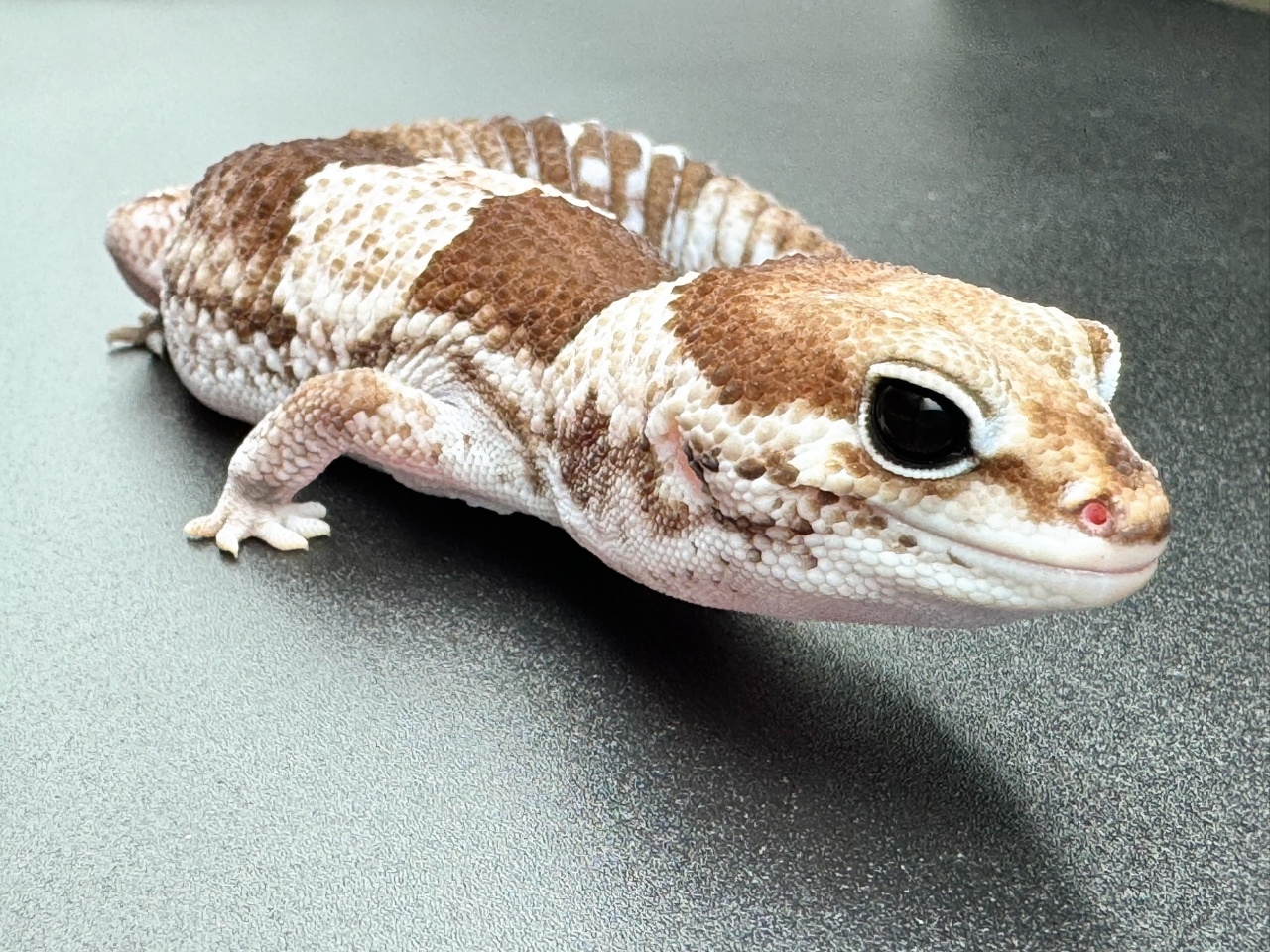 ニシアフリカトカゲモドキ（オレオ hetゴーストパターンレス）(2)