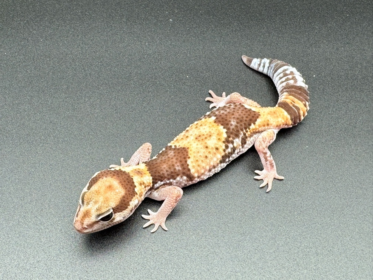 ニシアフリカトカゲモドキ（hetアメル50%パターンレス）(3)