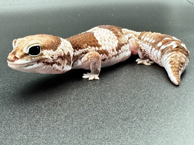 ニシアフリカトカゲモドキ（オレオ hetゴーストパターンレス）