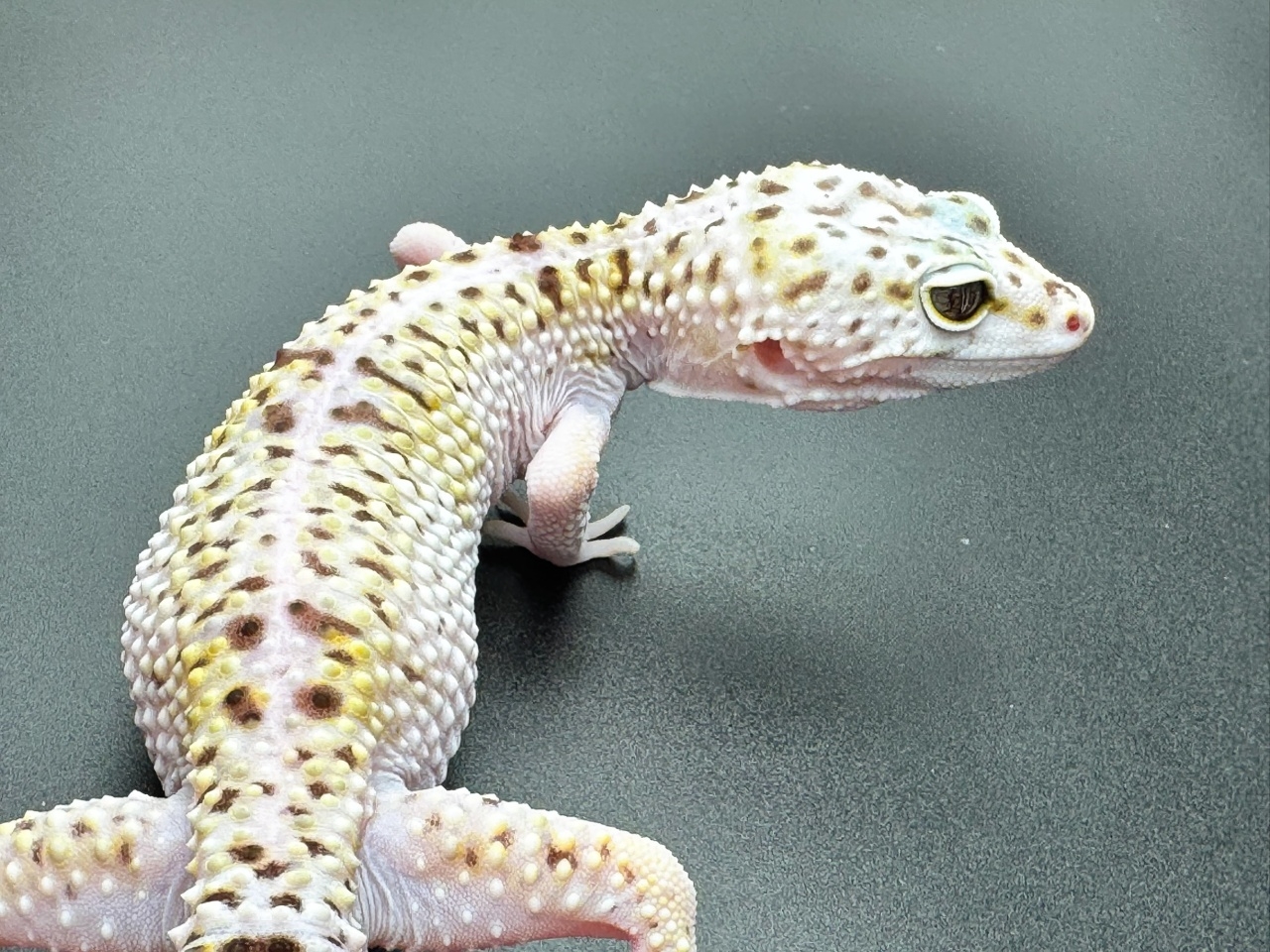 オバケトカゲモドキ（イーラム）(4)