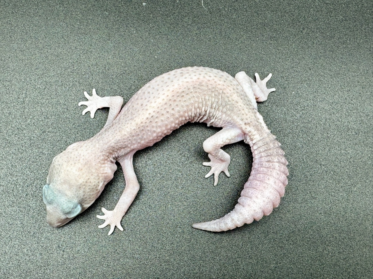 ニシアフリカトカゲモドキ（パープルヘイズ）(4)