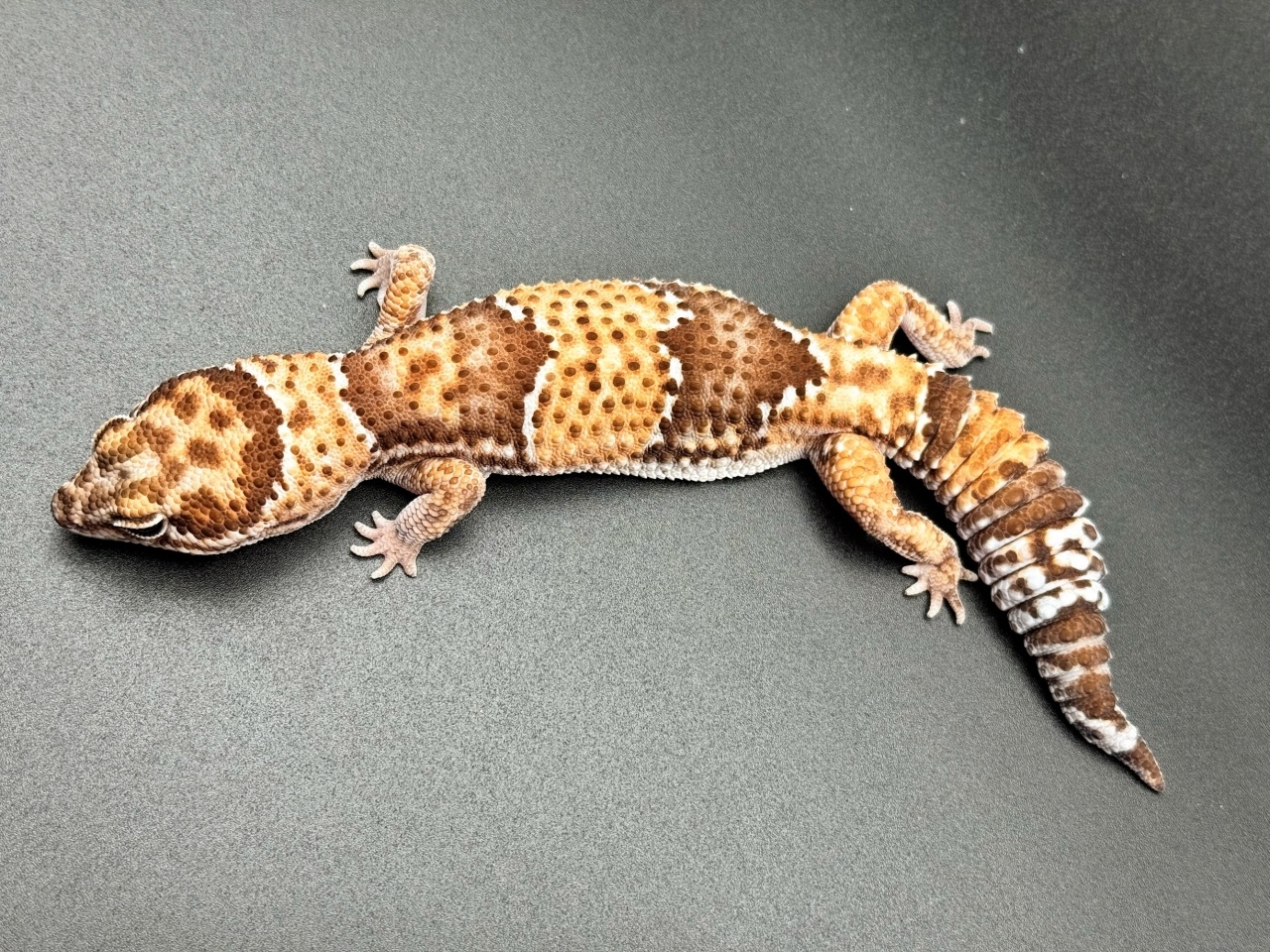 ニシアフリカトカゲモドキ(5)