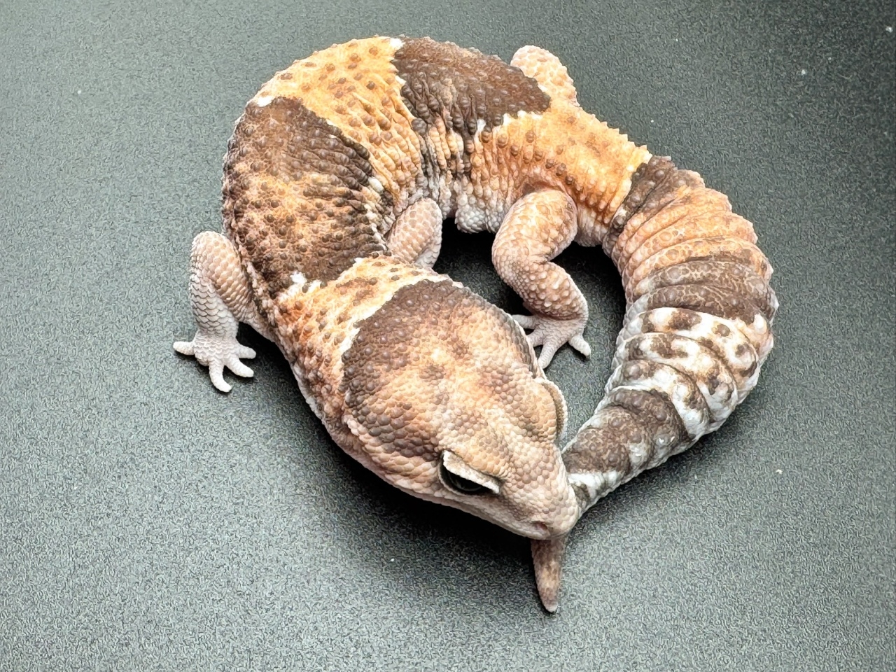 ニシアフリカトカゲモドキ(4)