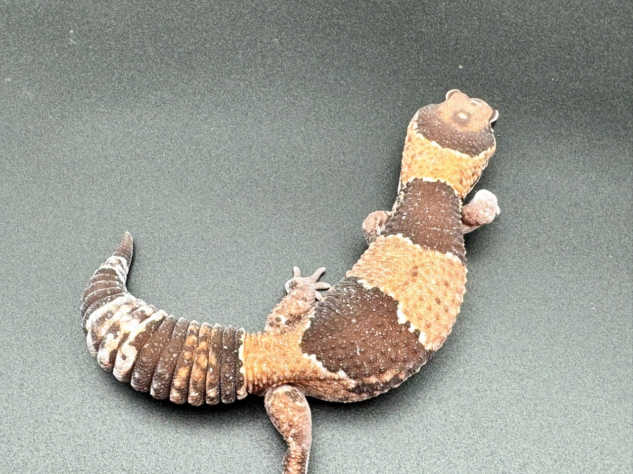 ニシアフリカトカゲモドキ（het66%オレオズールー）(3)