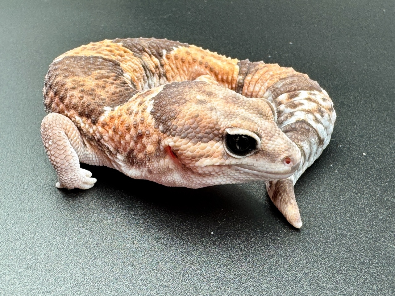 ニシアフリカトカゲモドキ(3)