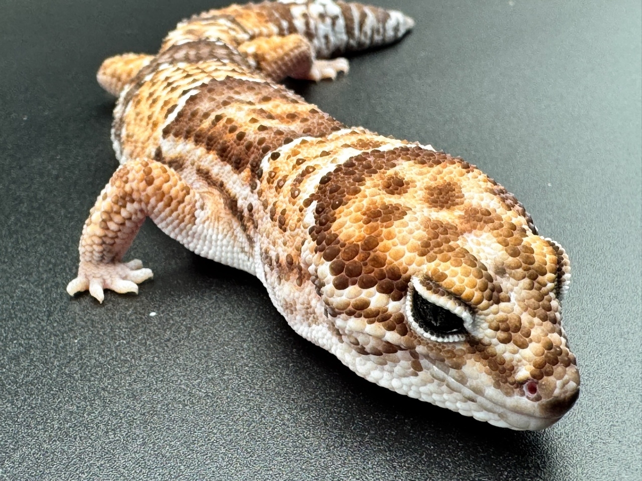 ニシアフリカトカゲモドキ(2)