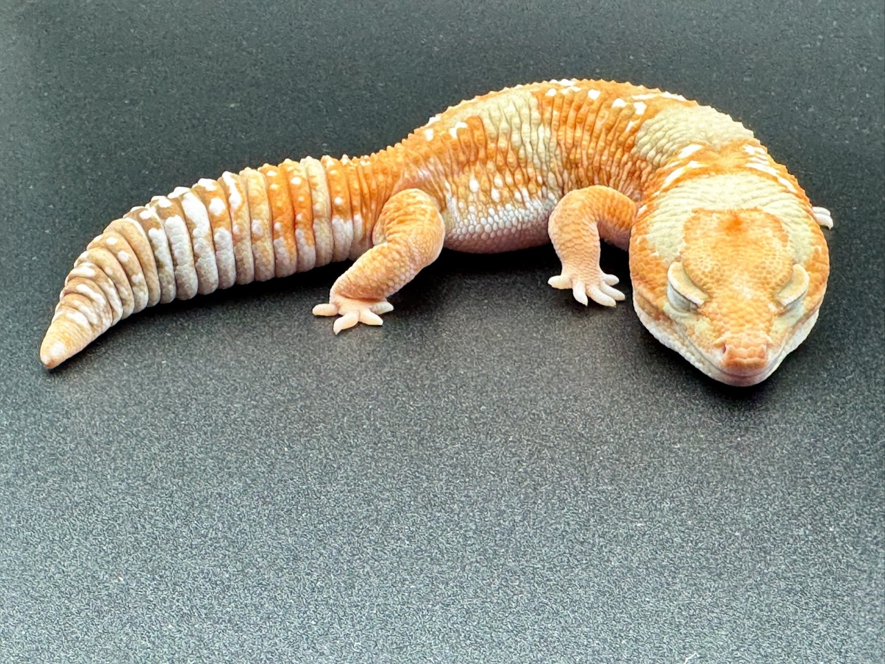 ニシアフリカトカゲモドキ（ホワイトアウトアメル hetパターンレス）(2)