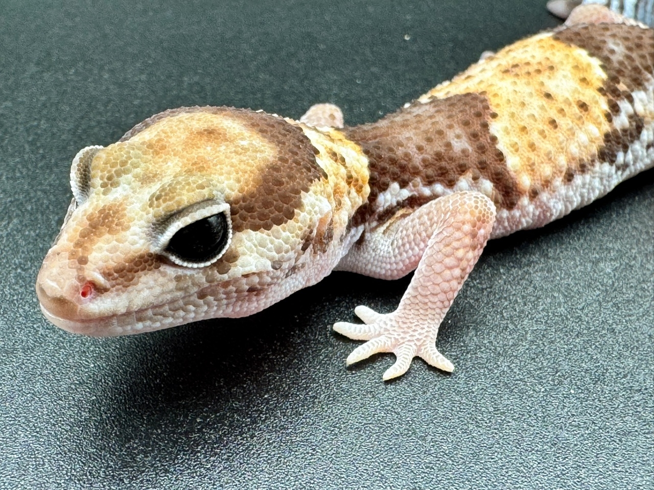 ニシアフリカトカゲモドキ（hetアメル50%パターンレス）(2)