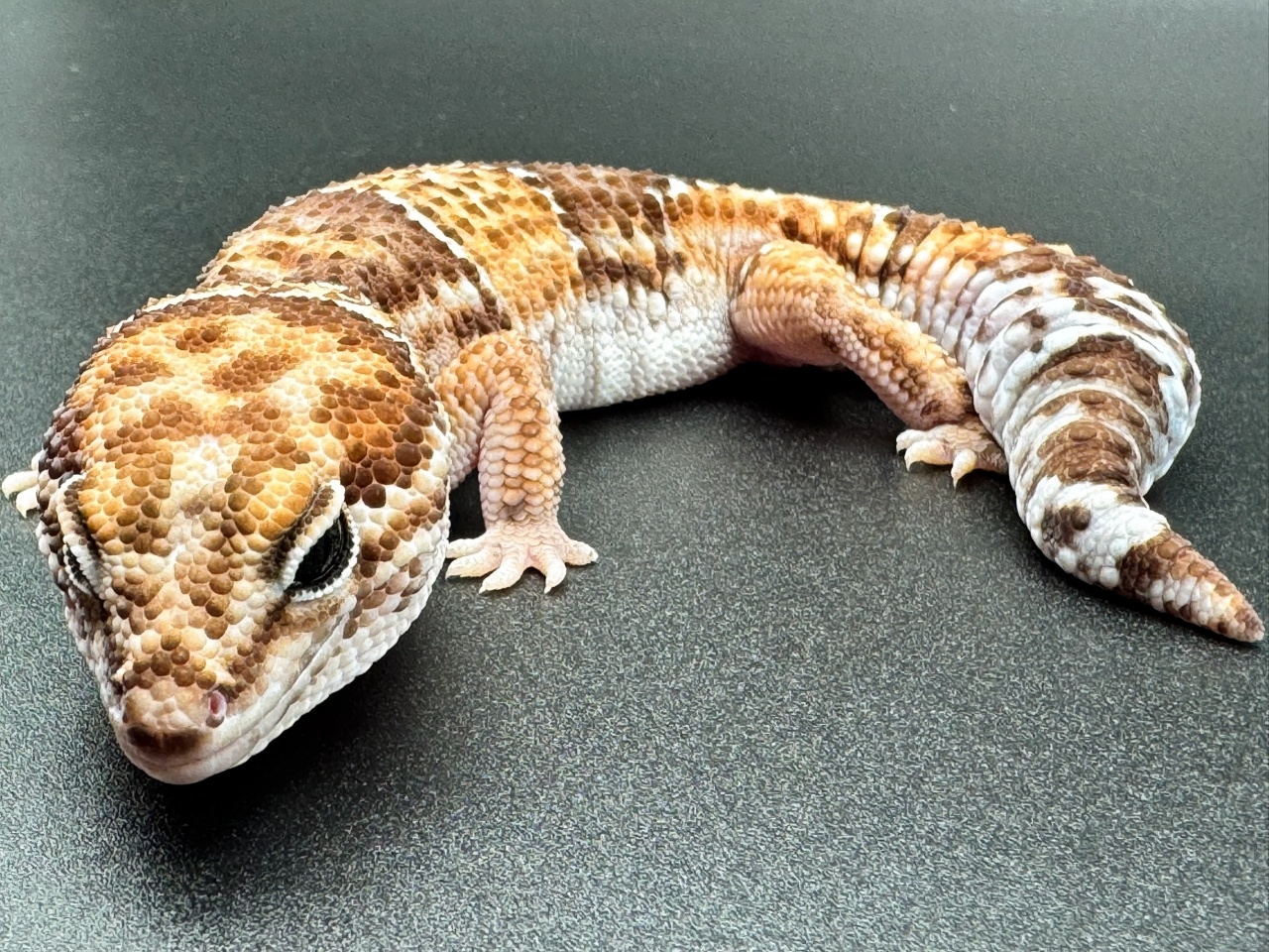 ニシアフリカトカゲモドキ(1)