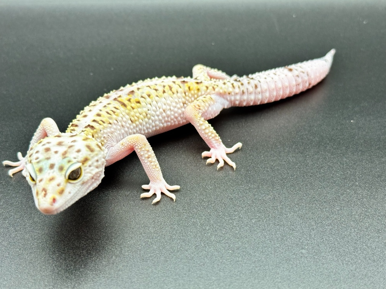 オバケトカゲモドキ（イーラム）(2)