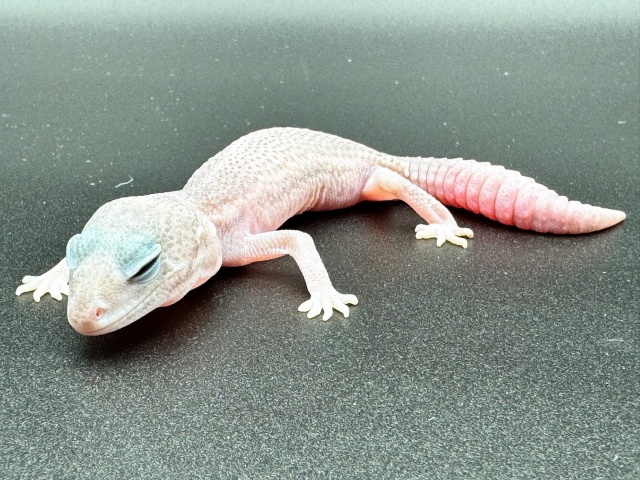 ニシアフリカトカゲモドキ（パープルヘイズ）