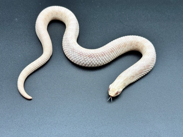 セイブシシバナヘビ（スノー）